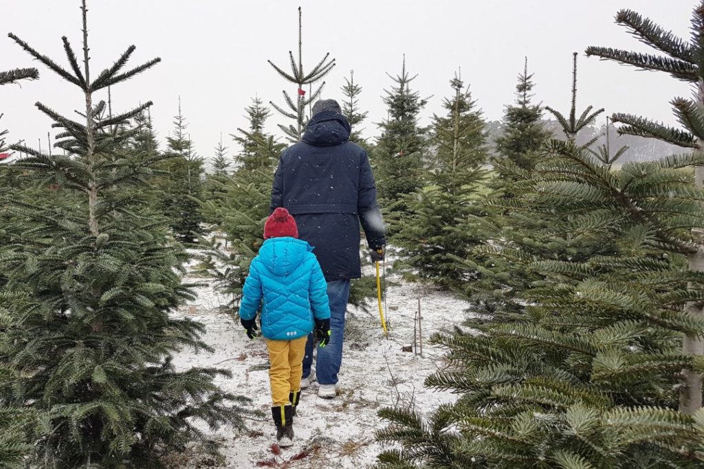 Unsere neue Familientradition Wir schlagen unseren Weihnachtsbaum